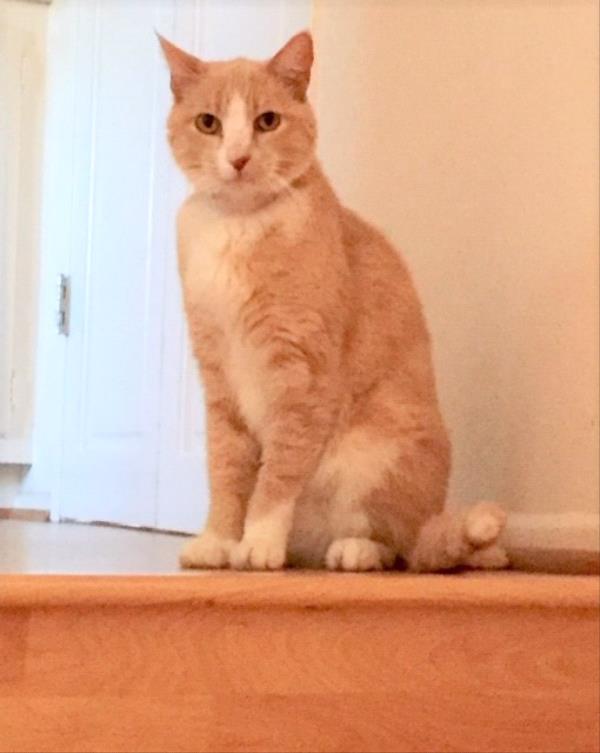 /Images/uploads/Friends of Seal Beach Animal Care Center/2022sbacc/entries/21774thumb.jpg